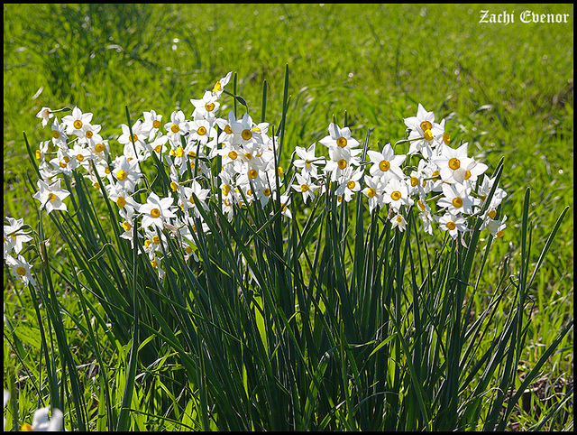 Valley of the Narcissus Flowers. Photo by Zachi Evenor