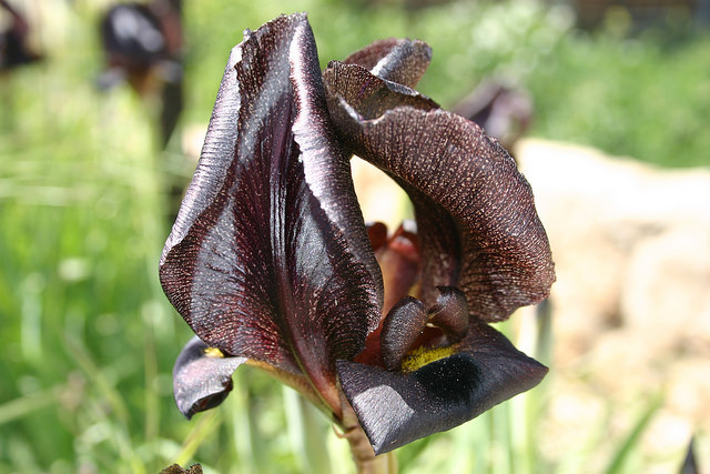 An iris in Duda’im Forest. Photo by Shmuel Shantall