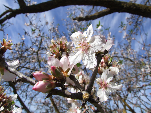 An almond in bloom. Photo courtesy of Tourism Ministry