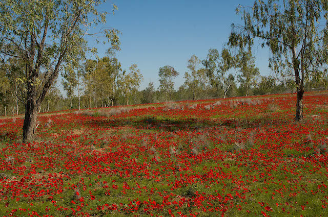 Anemones in Ruhama Forest. Photo by Yehoshua Halevi
