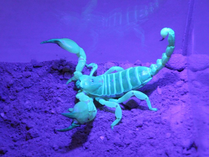 A Large-Clawed Scorpion (Scorpio maurus palmatus).  (Photo Credit: Berry Pinshow)