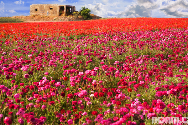 Noam-Chen_flowers-field-southern-israel