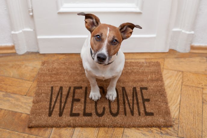 Petbnb helps you find your pet a welcome home away from home while you are on holiday. Photo by www.shutterstock.com