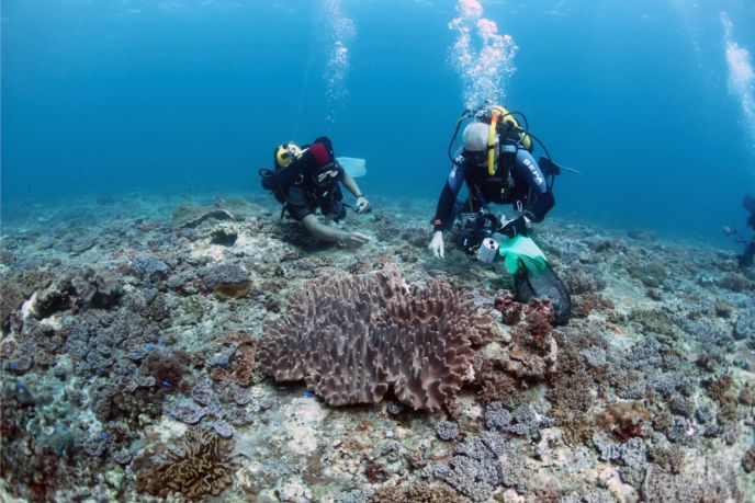Prof. Benayahu, right, diving for soft corals in Taiwan. Photo by Ming-Shiou Jeng 