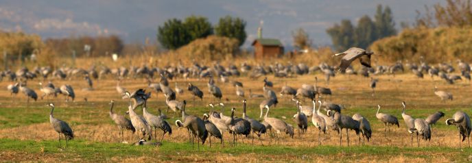 Migrating cranes in the Hula Valley. 