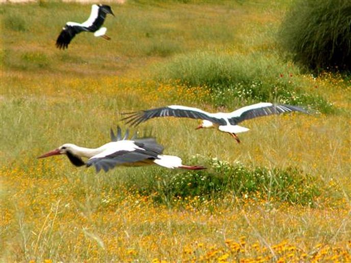 Migrating storks. (Israel Tourism Ministry)