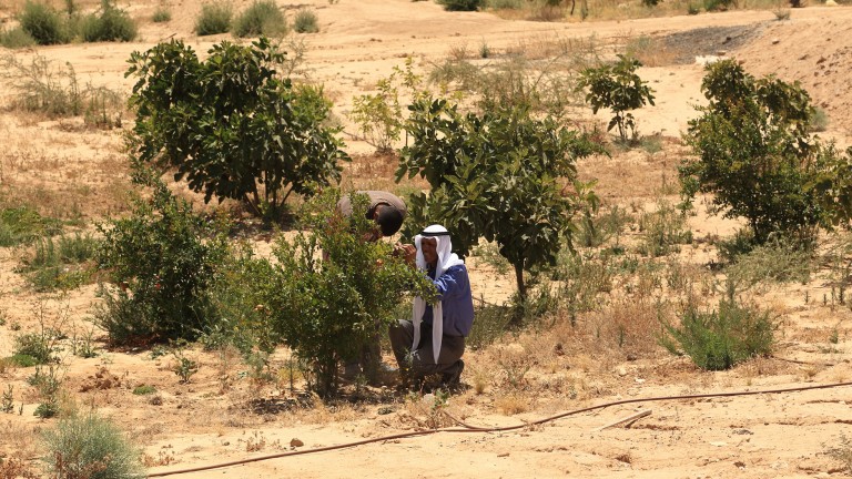 Project Wadi Attir's ecosystem restoration initiative is combatting desertification. Photo: courtesy