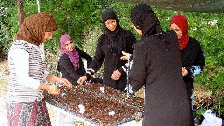 Women in the indigenous vegetable initiative are preserving and documenting traditional Bedouin vegetable cultivation techniques and contributing to better nutrition. Photo: courtesy