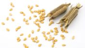 Zvi Peleg’s innovation means more seeds per pod. Image via Shutterstock.com