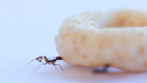 One ant can’t do the job by itself. Photo courtesy of Weizmann Institute