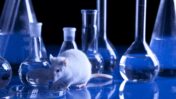 No more lab rats? Image via Shutterstock.com