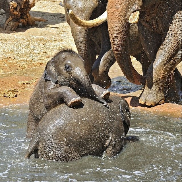 Baby elephants splash around together on a hot day in the Zoological Center of TelAviv-Ramat Gan. #AdorableAnimals #Family #Summer #ISRAEL21c  by Tibor Jager