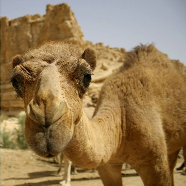 For some of us, Hump Day is every day. 
#HappyHumpDay #AdorableAnimals #Summer #ISRAEL21c by Shutterstock