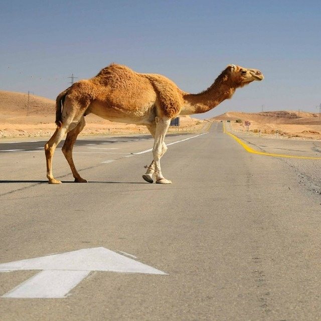 A camel searches for some directions. #Camel #Nature #Animals #ISRAEL21c ↖↗↘↙ Photo by  Oleg Zaslavsky