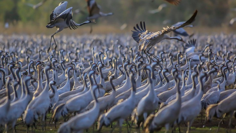 Migrating birds at Hula Valley. Photo by Flash90