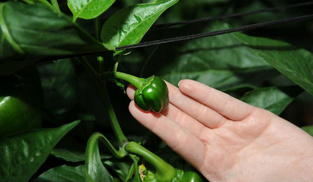 Baby peppers at Yair Experimental Station. Photo by Eyal Izhar