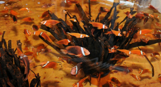 “Nemo” fish being raised at an Arava R&D experimental station.