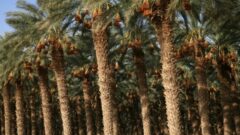 Palm trees growing in the Arava desert in southern Israel. Photo by Flash90.