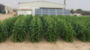 These crops are being grown with solar-energy desalinated water.