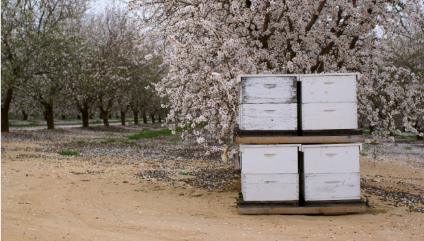 Using BeeConnect can help beekeepers detect any changes in normal hive growth. Photo by www.shutterstock.com