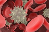 Not all white blood cells are created equal. Image via www.shutterstock.com