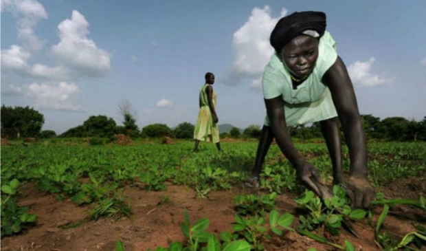 Women farming in Eastern Equatoria, South Sudan. Photo by Peter Biro/IRC