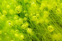Israeli innovation is turning algae into a range of vital new products. Photo by www.shutterstock.com
