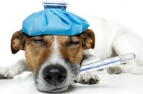 CMT gives dogs fever and in some cases can be fatal. Image via Shutterstock.com