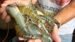 Male prawns are meaty and fast-growing.