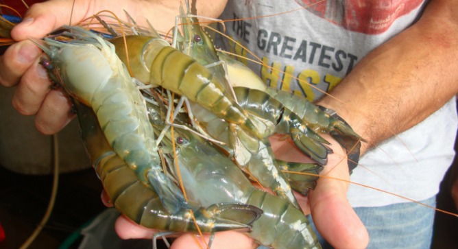 Male prawns are meaty and fast-growing.