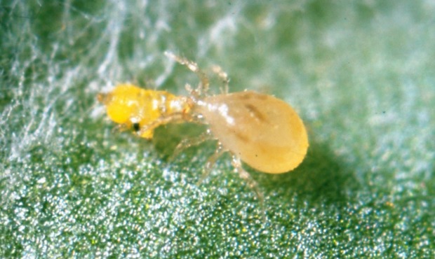 This predatory mite is an effective form of pest control. Photo by Dani Lev