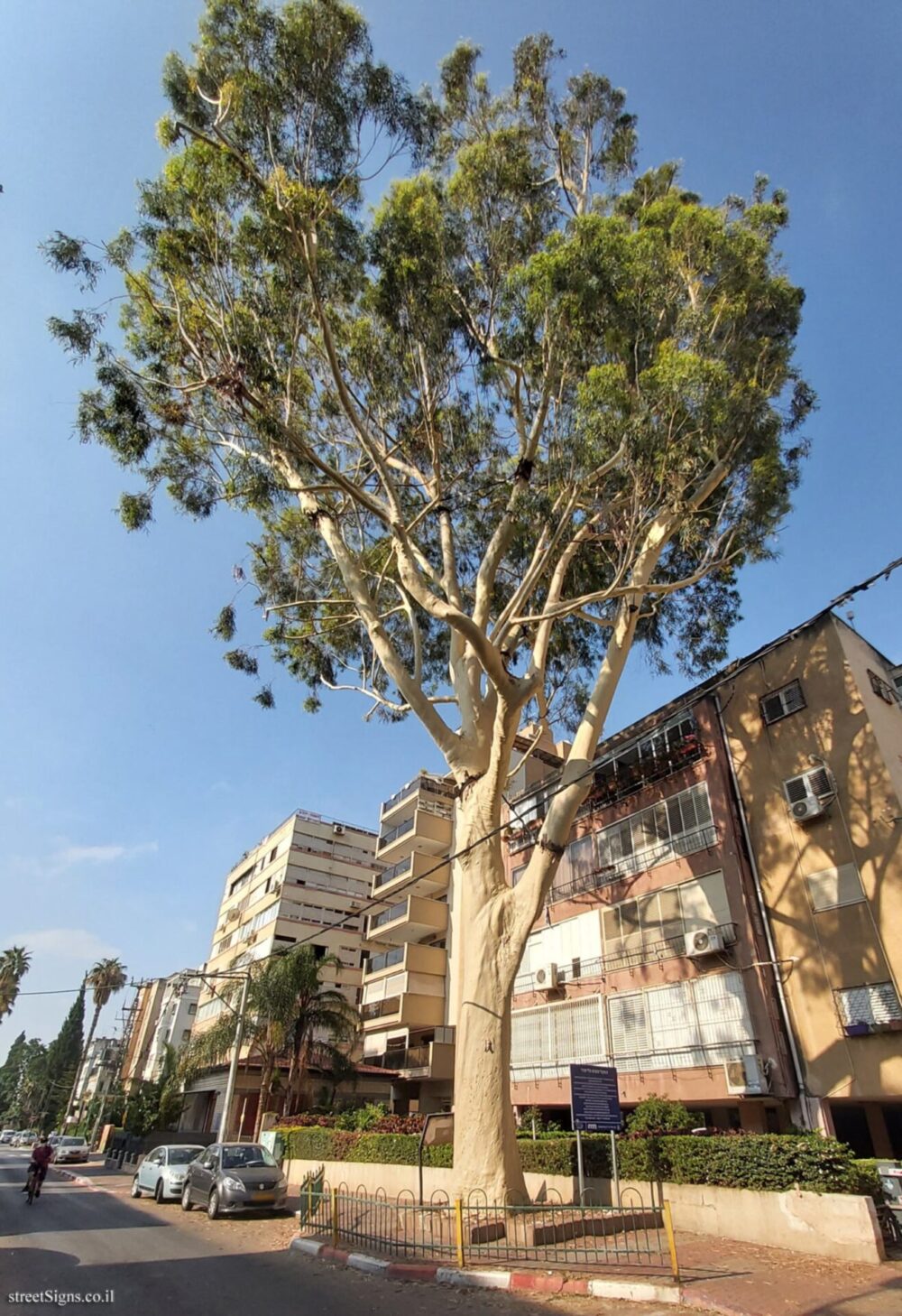 This lemon-scented eucalyptus (gum tree) in Petah Tikva is extremely rare in Israel. Photo courtesy of Eli Zvuluny/StreetSigns.co.il
