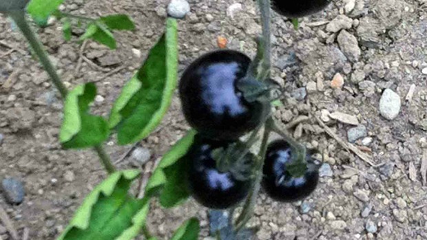 Black Galaxy tomatoes on the vine.