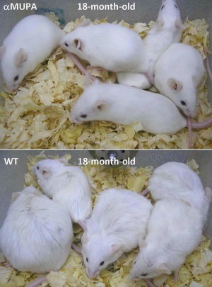 Prof. Ruth Miskin’s alpha-MUPA mice are thinner and in better shape than their wild-type (WT) peers at 18 months, the equivalent human age of 72.