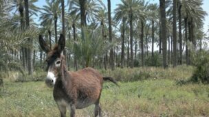 A resident donkey in Sde Eliyahu’s date plantation. Photo by Abigail Klein Leichman