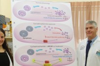 From left, Prof. Benjamin Sredni, Lital Kalich-Philosoph, Prof. Dror Meirow and Dr. Hadassa Roness with a diagram of what happens in the ovaries during chemo combined with AS101. Photo courtesy of Sheba Medical Center