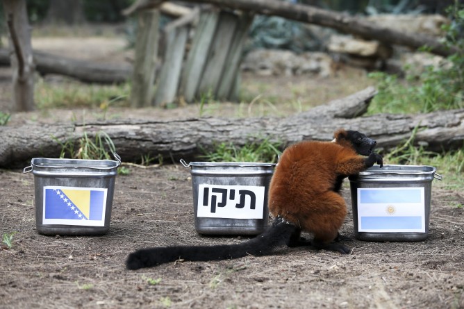 Tasty predictions by Max the lemur. (Oz Moalem/Yedioth Aharonot)