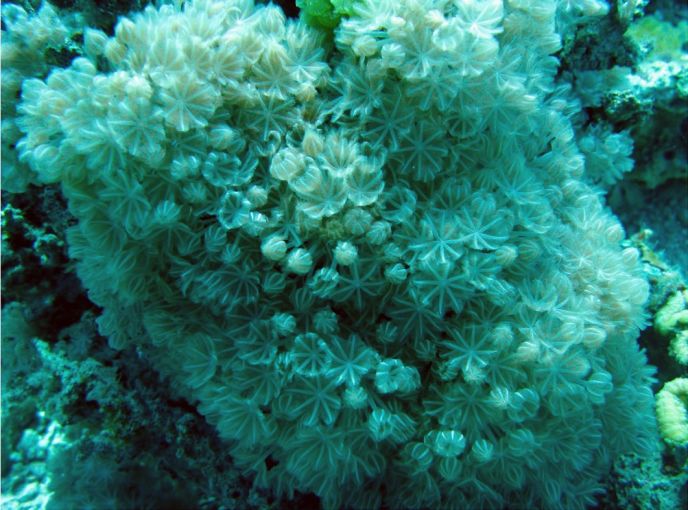 Xeniidae soft corals photographed by Prof. Yehuda Benayahu.