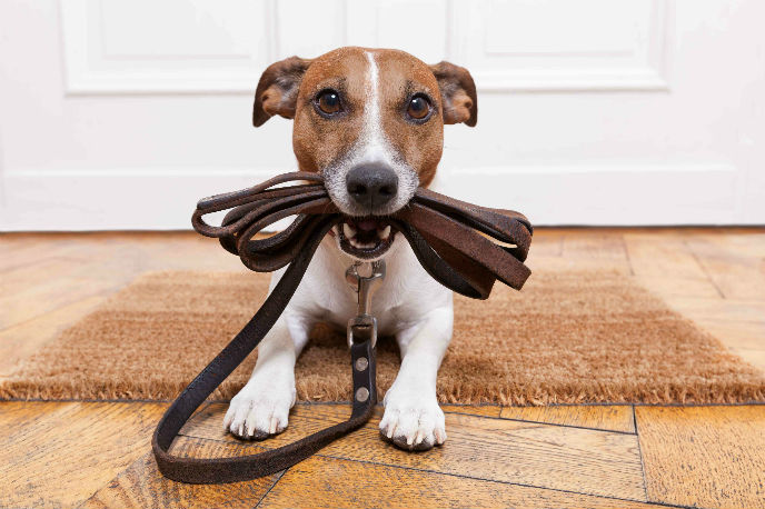 Who says dogs donâ€™t enjoy innovation? Photo via www.shutterstock.com