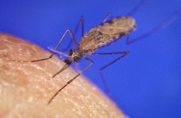 The anopheles mosquito carries the deadly Plasmodium falciparum parasite. 