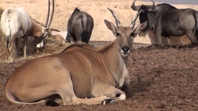 Chilling out at the Arava Antelope Ranch.