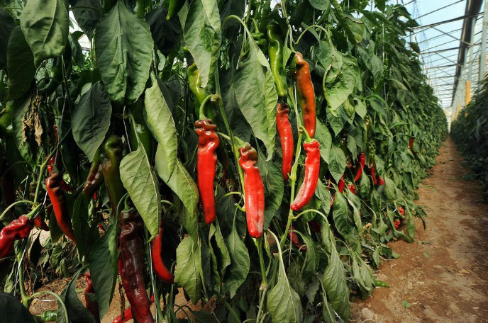 Peppers growing in the Central Arava. Photo by Eyal Izhar