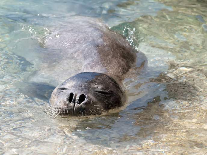 Mediterranean monk seal sighted off the coast of Rosh HaNikra. (Shutterstock.com)