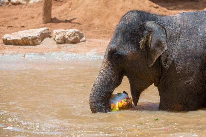 An elephant enjoys a fruit snack and swim at the Jerusalem Biblical Zoo. (Photo by Yonatan Sindel/Flash90)