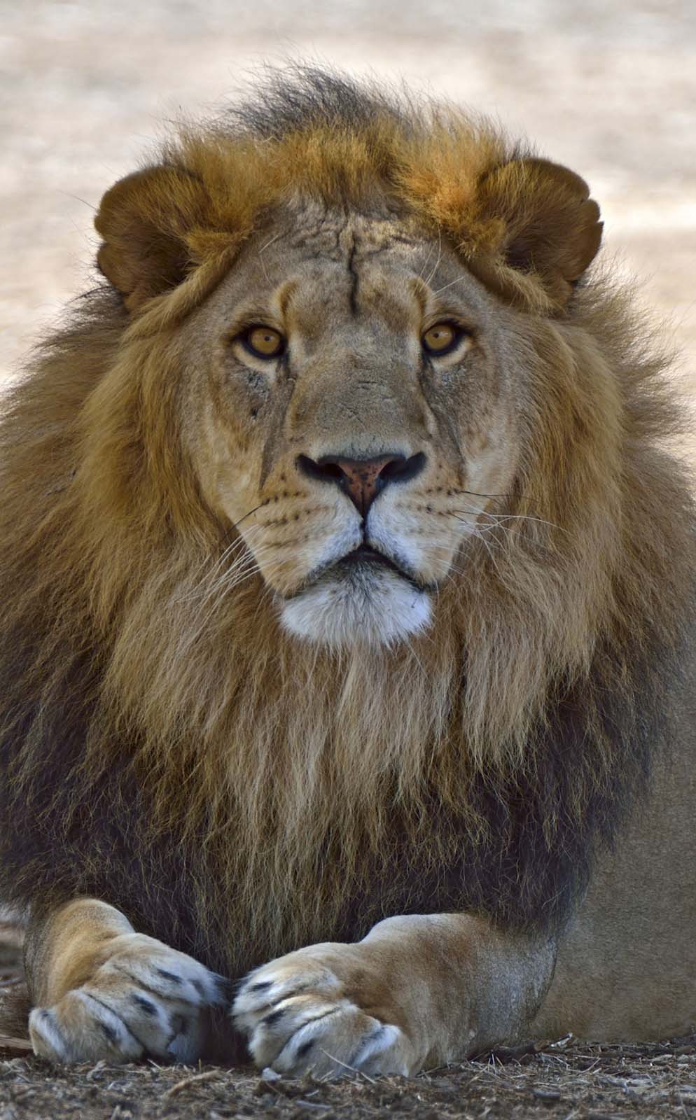 Samuni the Lion (Photo: Tibor Jager/ Zoological Center of Tel Aviv-Ramat Gan) 