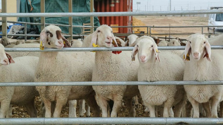 The herding and dairy initiative at Wadi Attir uses mixed herds of sheep and goats. Photo: courtesy