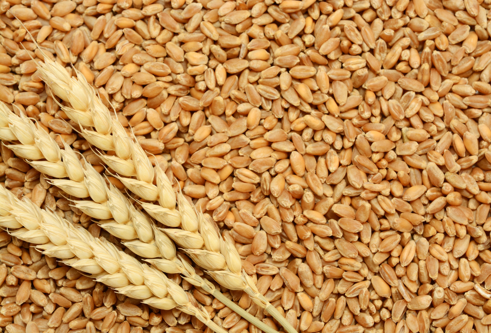 World demand for wheat is constantly growing. Image via Shutterstock.com