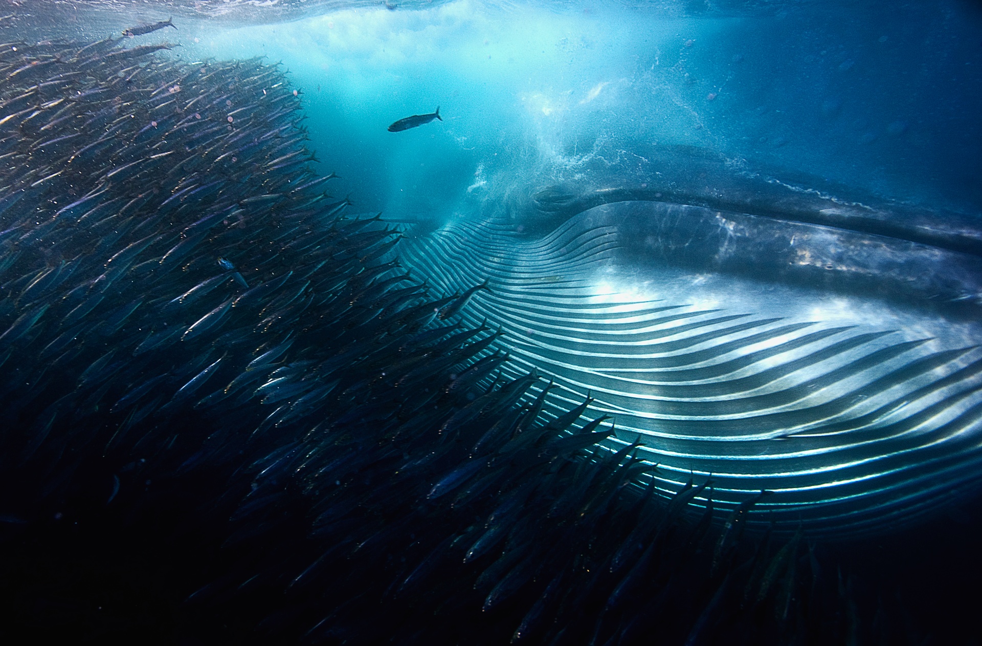  Underwater winner: A whale of a mouthful by Michael AW (Australia).