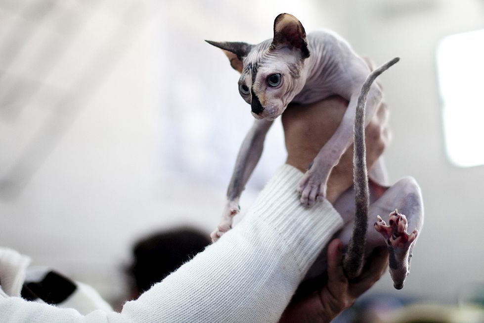 Hairless cats are among those visitors will meet at the expo. Photo by Dima Vazinovich/FLASH90