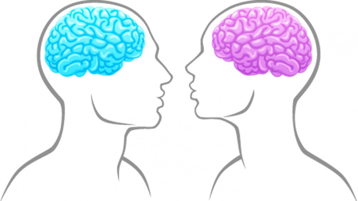 A beginner's guide to sex differences in the brain
